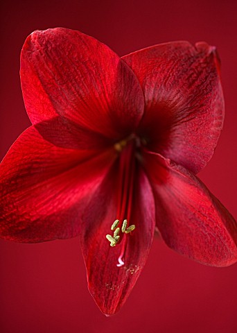 CLOSE_UP_OF_THE_RED_FLOWER_OF_AMARYLLIS_BLACK_PEARL