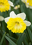 YELLOW AND WHITE FLOWER OF NARCISSUS DINNERPLATE (DAFFODIL)