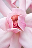 PINK FLOWER OF MAGNOLIA CAMPBELII. RHS GARDEN  WISLEY