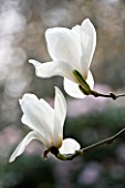 THE WHITE FLOWERS OF MAGNOLIA X VEITCHII COLUMBUS. SPRING  RHS GARDEN  WISLEY