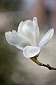 THE WHITE FLOWERS OF MAGNOLIA X SOULANGEANA ALBA. SPRING  RHS GARDEN  WISLEY