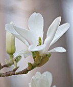 THE WHITE FLOWERS OF MAGNOLIA X SOULANGEANA ALBA. SPRING  RHS GARDEN  WISLEY