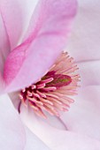 CLOSE UP OF THE CENTRE OF THE PINK FLOWER OF MAGNOLIA CYLINDRICA X M CAMPBELLII DARJEELING. SPRING  RHS GARDEN  WISLEY
