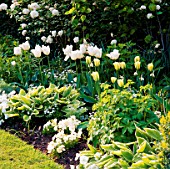 THE WHITE GARDEN AT CHENIES MANOR  BUCKINGHAMSHIRE. (L TO R) TULIP WHITE PARROT  BLIZZARD AND SPRING GREEN