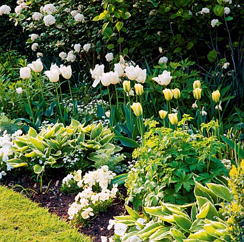 THE_WHITE_GARDEN_AT_CHENIES_MANOR__BUCKINGHAMSHIRE_L_TO_R_TULIP_WHITE_PARROT__BLIZZARD_AND_SPRING_GR