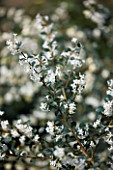 THE WHITE FLOWERS OF OSMANTHUS DELAVAYI. SHRUB  SPRING  RHS GARDEN  WISLEY