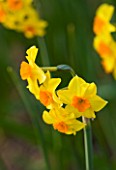 THE YELLOW FLOWER OF NARCISSUS FALCONET. CLOSE UP  SPRING  BULB  APRIL