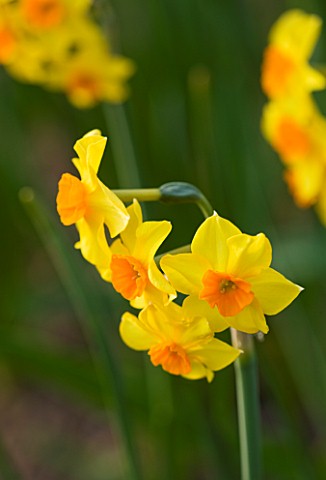 THE_YELLOW_FLOWER_OF_NARCISSUS_FALCONET_CLOSE_UP__SPRING__BULB__APRIL