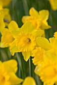 THE YELLOW FLOWER OF NARCISSUS DUTCH MASTER. CLOSE UP  SPRING  BULB  APRIL
