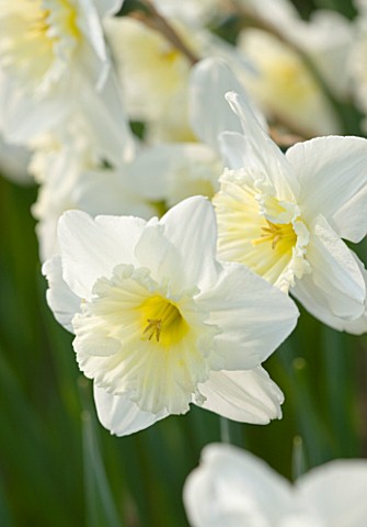 THE_YELLOW_FLOWER_OF_NARCISSUS_ICE_FOLLIES_CLOSE_UP__SPRING__BULB__APRIL__AGM