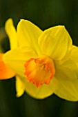 THE YELLOW FLOWER OF NARCISSUS PINZA. CLOSE UP  SPRING  BULB  APRIL  AGM