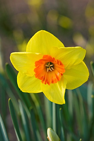 THE_YELLOW_FLOWER_OF_NARCISSUS_VERONA_CLOSE_UP__SPRING__BULB__APRIL__AGM