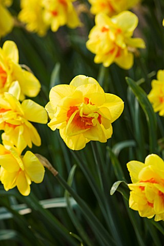 THE_YELLOW_FLOWER_OF_NARCISSUS_BEAUVALLON_CLOSE_UP__SPRING__BULB__APRIL__AGM