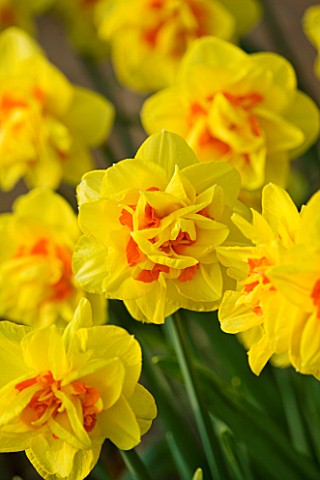 THE_YELLOW_FLOWER_OF_NARCISSUS_BEAUVALLON_CLOSE_UP__SPRING__BULB__APRIL__AGM