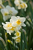 THE WHITE FLOWER OF NARCISSUS SWEET LOVE. CLOSE UP  SPRING  BULB  APRIL  AGM