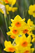 THE YELLOW FLOWERS OF NARCISSUS EXPLOSION. CLOSE UP  SPRING  BULB  APRIL  AGM