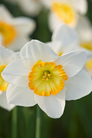 THE_WHITE_FLOWER_OF_NARCISSUS_MANON_LESCOUT_CLOSE_UP__SPRING__BULB__APRIL__AGM