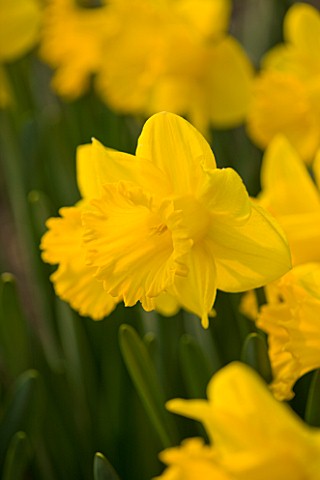 THE_YELLOW_FLOWER_OF_NARCISSUS_GOLD_MEDAL_CLOSE_UP__SPRING__BULB__APRIL__AGM