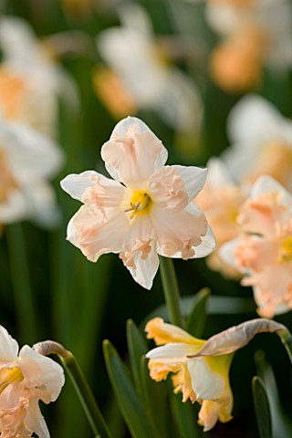 THE_YELLOW_FLOWER_OF_NARCISSUS_WALTZ_CLOSE_UP__SPRING__BULB__APRIL__AGM