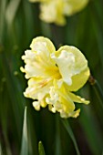 THE YELLOW FLOWER OF NARCISSUS SUNNYSIDE UP. CLOSE UP  SPRING  BULB  APRIL  AGM