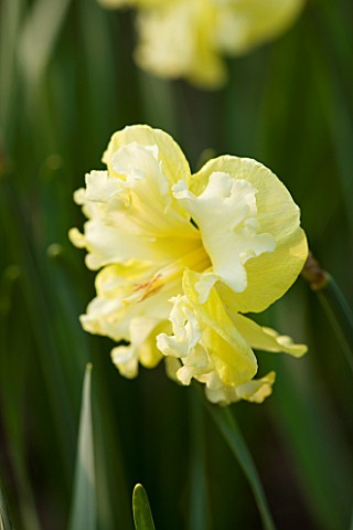 THE_YELLOW_FLOWER_OF_NARCISSUS_SUNNYSIDE_UP_CLOSE_UP__SPRING__BULB__APRIL__AGM