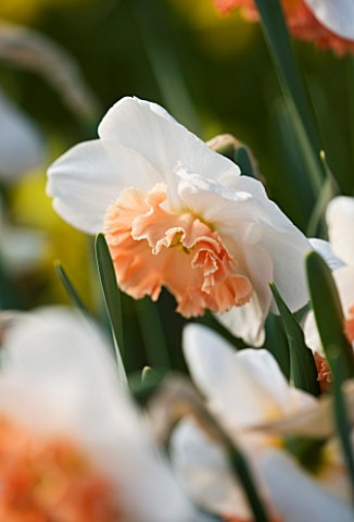 THE_WHITE_FLOWER_OF_NARCISSUS_PRECOCIOUS_CLOSE_UP__SPRING__BULB__APRIL__AGM