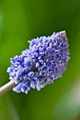 CLOSE UP OF BLUE FLOWERS OF GRAPE HYACINTH - MUSCARI ARMENIACUM BLUE SPIKE