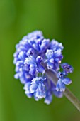 CLOSE UP OF BLUE FLOWERS OF GRAPE HYACINTH - MUSCARI ARMENIACUM BLUE SPIKE