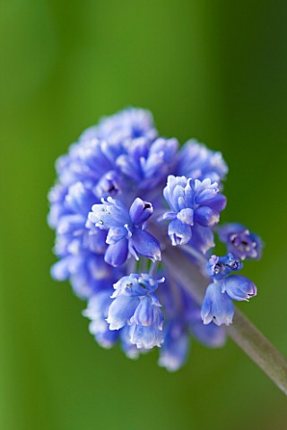 CLOSE_UP_OF_BLUE_FLOWERS_OF_GRAPE_HYACINTH__MUSCARI_ARMENIACUM_BLUE_SPIKE