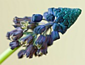 CLOSE UP OF BLUE FLOWERS OF GRAPE HYACINTH - MUSCARI PARADOXUM - BELLEVALIA PYCNANTHA