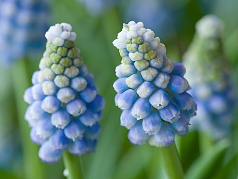 CLOSE_UP_OF_BLUE_FLOWERS_OF_MUSCARI_AUCHERI_OCEAN_MAGIC__BULB__SPRING__PALE_BLUE