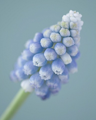 CLOSE_UP_OF_BLUE_FLOWER_OF_MUSCARI_AUCHERI_OCEAN_MAGIC__BULB__SPRING__PALE_BLUE