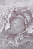 BLACK AND WHITE DE-SATURATED IMAGE OF A CLOSE UP OF CENTRE OF A PAEONY  PEONY - PAEONIA LACTIFLORA SARAH BERNHARDT