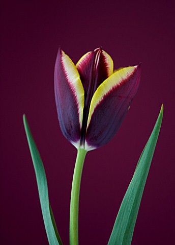 CLOSE_UP_OF_THE_MAROON_AND_YELLOW_FLOWER_OF_TULIP_GAVOTA_SPRING__BULB