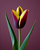 CLOSE UP OF THE MAROON AND YELLOW FLOWER OF TULIP GAVOTA. SPRING  BULB