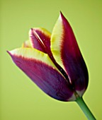 CLOSE UP OF THE MAROON AND YELLOW FLOWER OF TULIP GAVOTA. SPRING  BULB