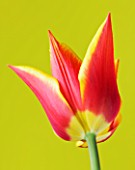 CLOSE UP OF THE RED AND YELLOW FLAMED FLOWER OF TULIP SYNAEDA KING