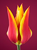 CLOSE UP OF THE RED AND YELLOW FLAMED FLOWER OF TULIP SYNAEDA KING
