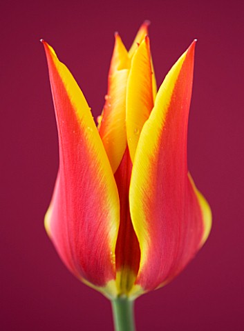 CLOSE_UP_OF_THE_RED_AND_YELLOW_FLAMED_FLOWER_OF_TULIP_SYNAEDA_KING