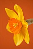CLOSE UP OF THE FLOWER OF NARCISSUS AMBERGATE