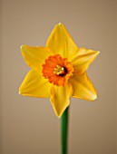 CLOSE UP OF THE FLOWER OF NARCISSUS AMBERGATE