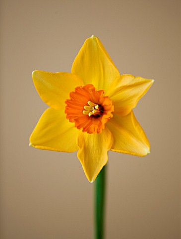 CLOSE_UP_OF_THE_FLOWER_OF_NARCISSUS_AMBERGATE