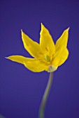 CLOSE UP OF THE YELLOW FLOWER OF TULIPA SYLVESTRIS