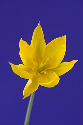 CLOSE_UP_OF_THE_YELLOW_FLOWER_OF_TULIPA_SYLVESTRIS