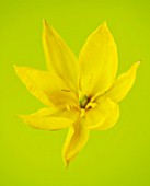 CLOSE UP OF THE YELLOW FLOWER OF TULIPA SYLVESTRIS
