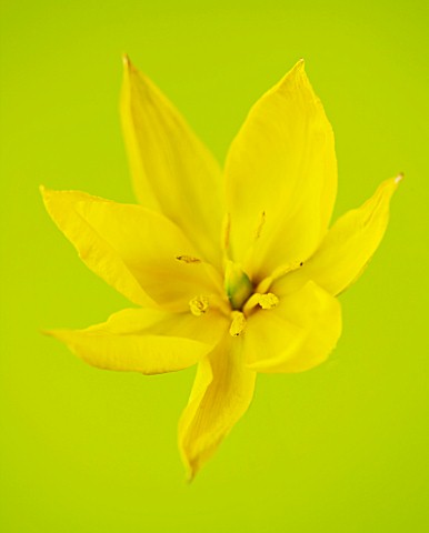 CLOSE_UP_OF_THE_YELLOW_FLOWER_OF_TULIPA_SYLVESTRIS