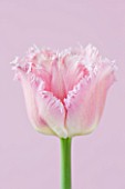CLOSE UP OF THE PINK FLOWERS OF THE FRINGED TULIP FANCY FRILLS