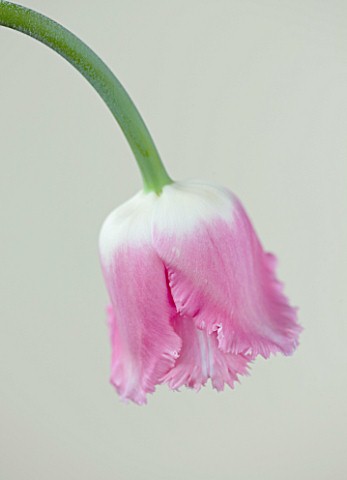 CLOSE_UP_OF_THE_PINK_FLOWERS_OF_THE_FRINGED_TULIP_FANCY_FRILLS