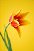 CLOSE UP OF THE RED AND YELLOW FLOWER OF TULIP SYNAEDA KING (LILY FLOWERING) BULB  SPRING