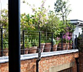ROSE GRAY AND SCULPTOR DAVID MACILWAINE: LOOKING FROM THE APARTMENT TO THE SIDE OF THE ROOF TERRACE/ ROOF GARDEN - LARGE TERRACOTTA CONTAINERS WITH PLANTS